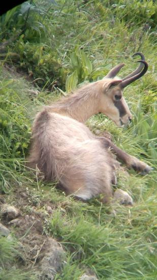 Observation des chamois La Bresse Hautes-Vosges BMHV