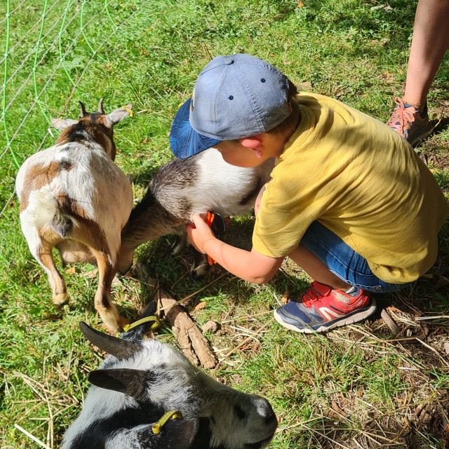 visite-guidee-ferme-pedagogique-complicites-animales-ventron-1
